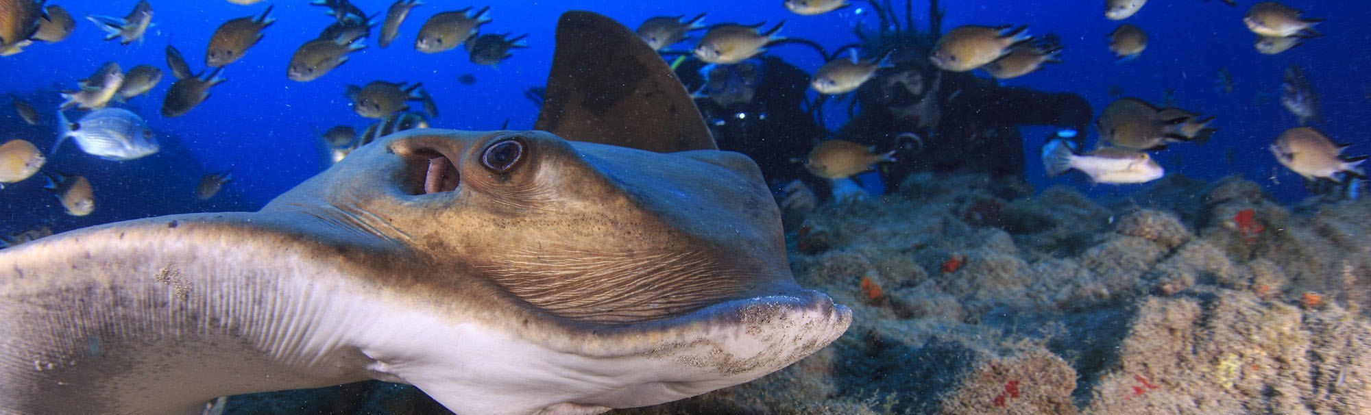 Diving in Tenerife with turtles, Buceo Rincón de Arona