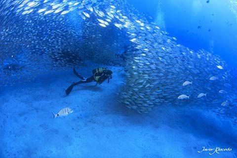 Diving centre Tenerife south Los Cristianos. Bucea con tortugas.