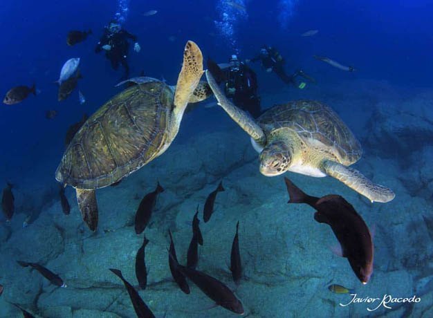 Centro de buceo Tenerife. Marine wildlife in Tenerife