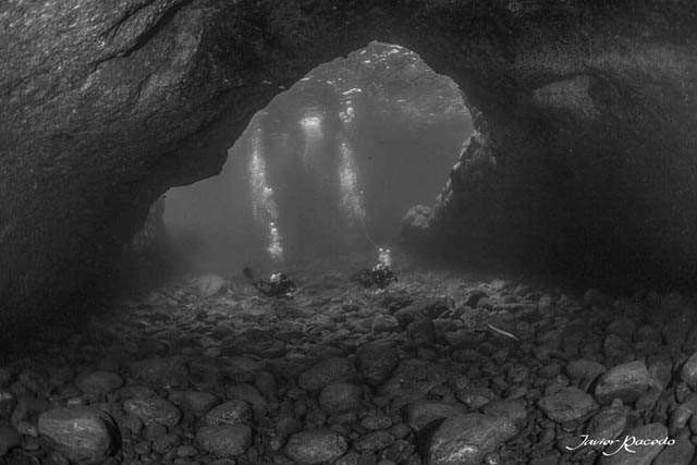 Centro de buceo Tenerife. Marine life in Tenerife