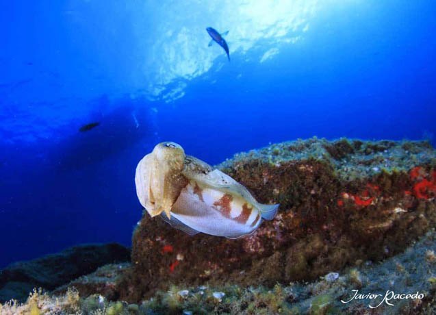 Centro de buceo Tenerife. Fauna marina en Tenerife.