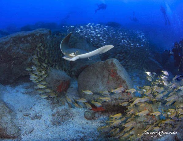 Centro de buceo Tenerife. Diving experience in Tenerife.