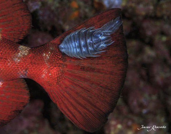 Centro de buceo Tenerife. Bautizo de buceo