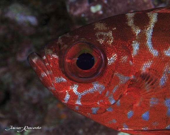 Centro de buceo Tenerife. Cursos de Buceo