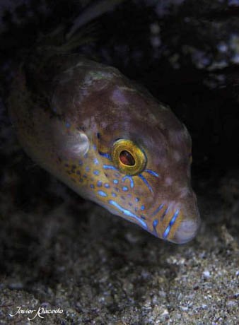 Centro de buceo Tenerife. Safari con reporte Fotográfico