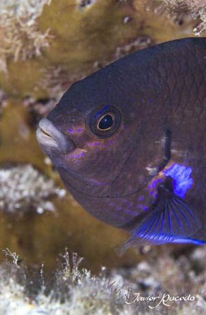 Centro de buceo Tenerife. Venta de fotografías acuaticas