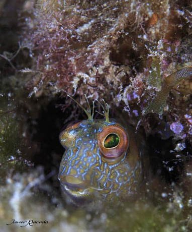 Centro de buceo Tenerife. Diving photography Tenerife