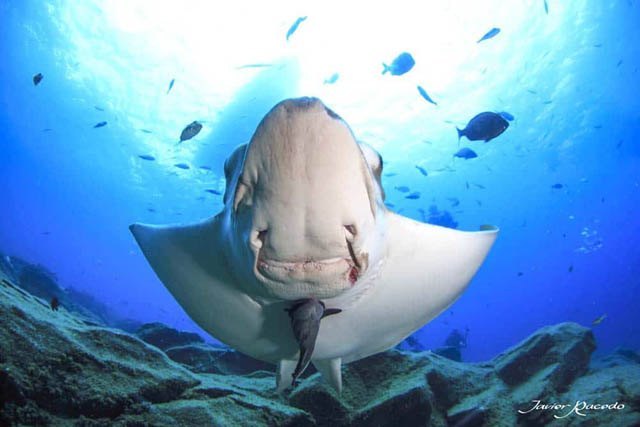 Centro de buceo Tenerife. Diving Courses