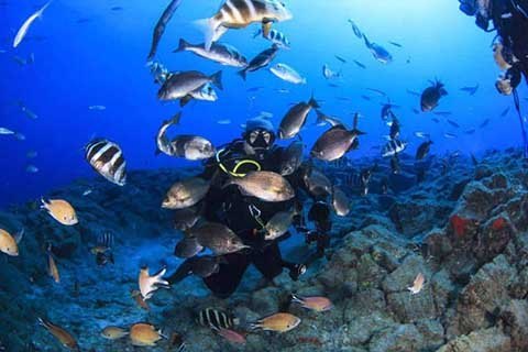 Diving centre Tenerife south Los Cristianos.