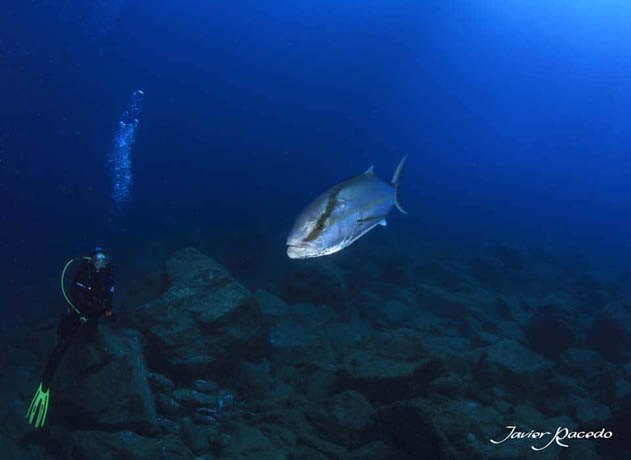 Centro de buceo Tenerife sur Los Cristianos. Snorkel con Tortugas en Tenerife