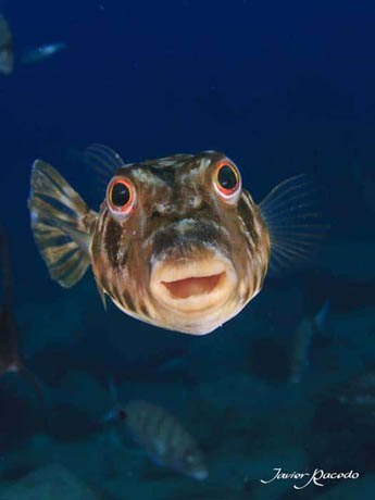 Centro de buceo Tenerife sur Los Cristianos.