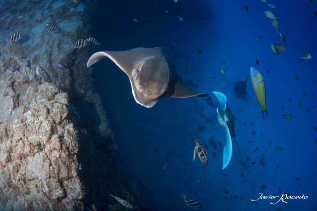 Diving centre Tenerife south Los Cristianos.