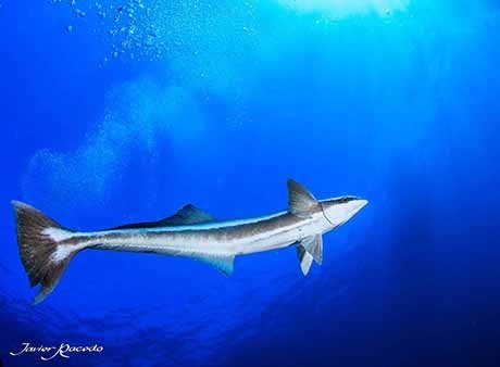 Diving centre Tenerife south Los Cristianos. Canary Islands