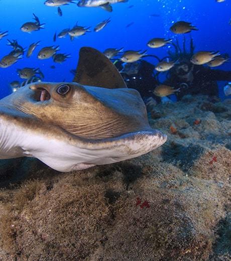 Diving in Tenerife south, Buceo Rincón de Arona, Los Cristianos